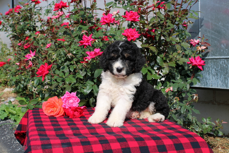 puppy, for, sale, Bernedoodle, Matthew B. Stoltzfus, dog, breeder, Gap, PA, dog-breeder, puppy-for-sale, forsale, nearby, find, puppyfind, locator, puppylocator, aca